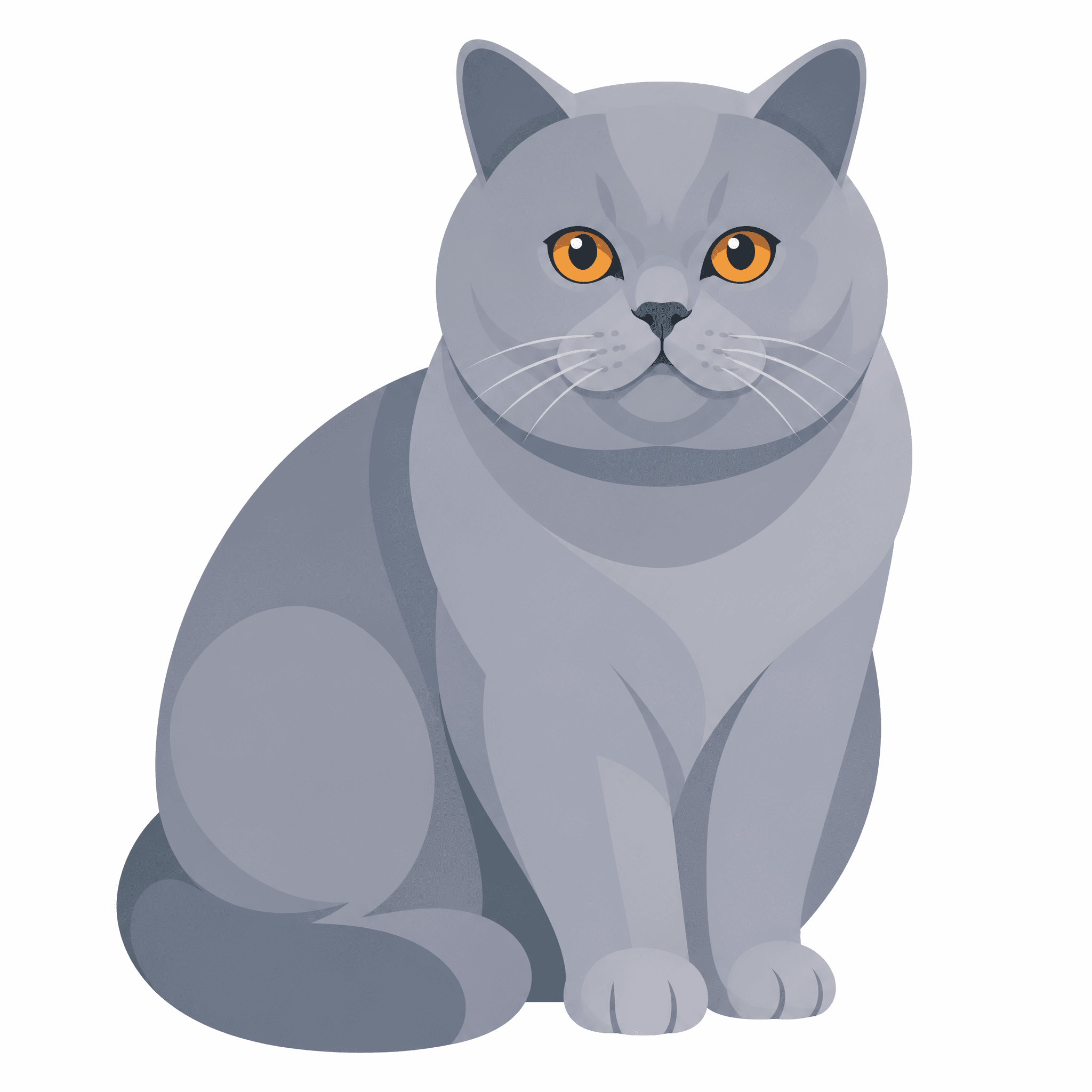 Affiche British Shorthair — portrait flat graphic